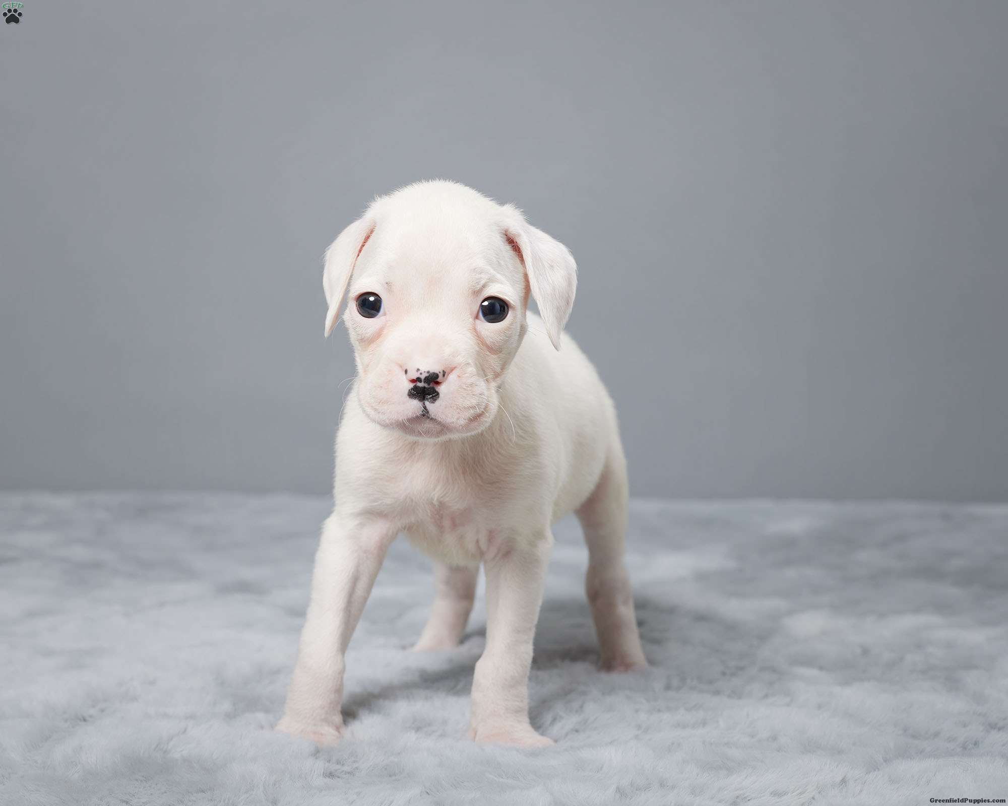 Moonbeam Boxer Puppy For Sale in Ohio